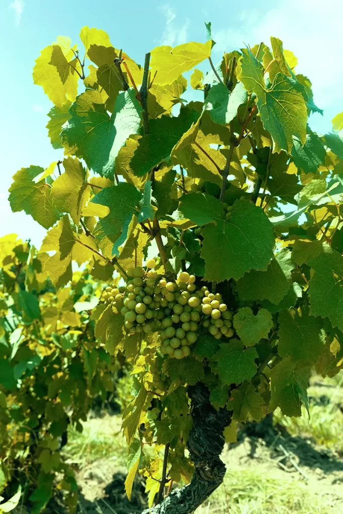 cep-vigne-beraujolais-morgon-lathuiliere-gravallon